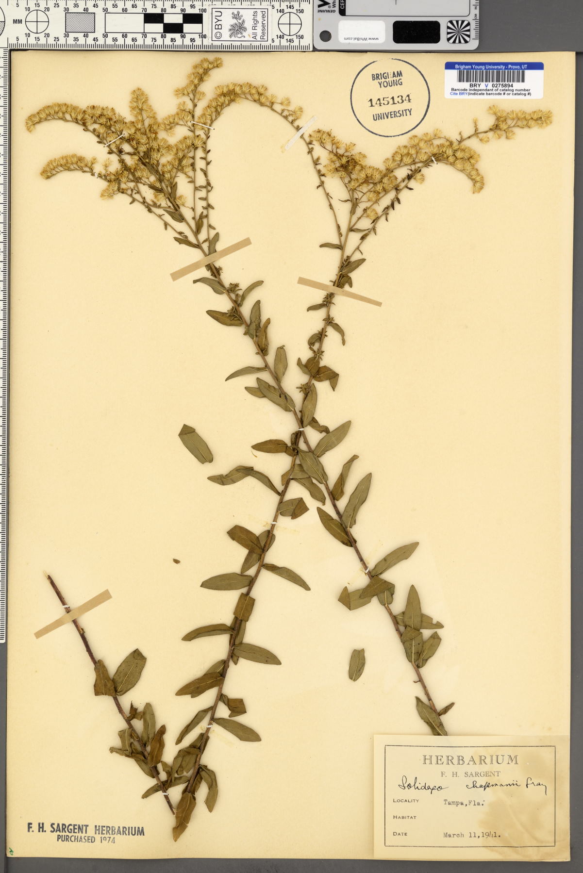 Solidago chapmanii image