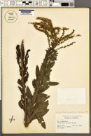 Solidago fistulosa image