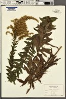 Solidago fistulosa image