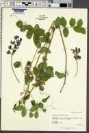 Lathyrus pauciflorus image