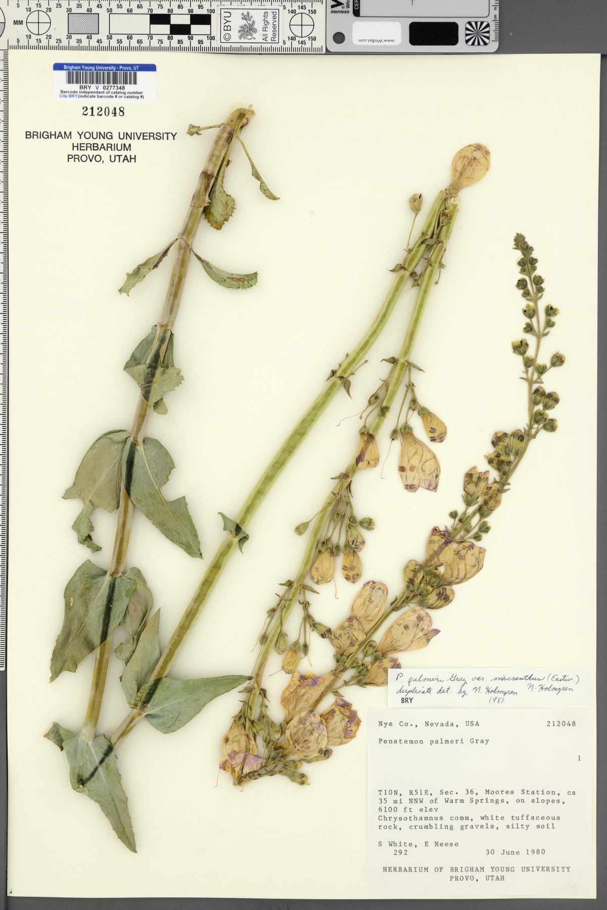 Penstemon palmeri var. macranthus image