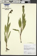 Arnica longifolia image