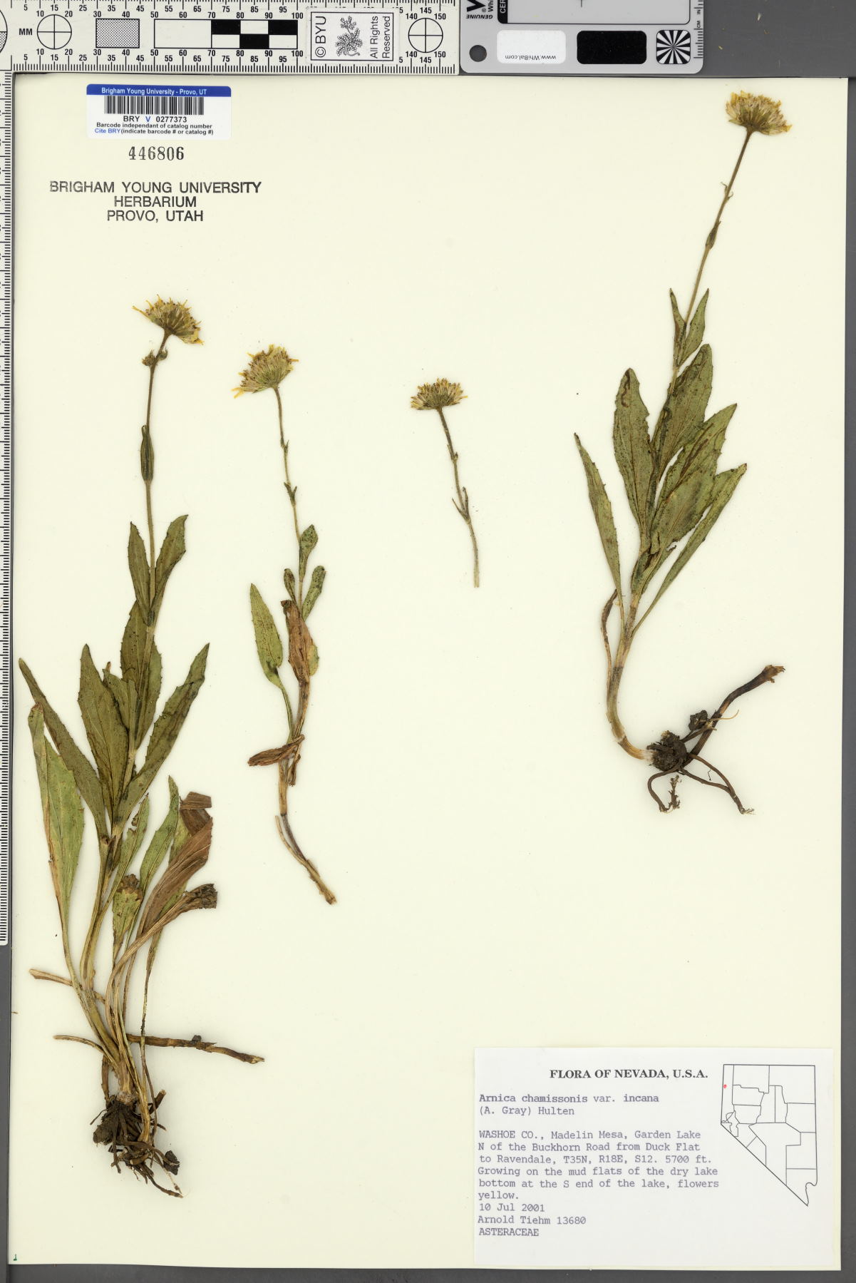 Arnica chamissonis var. incana image