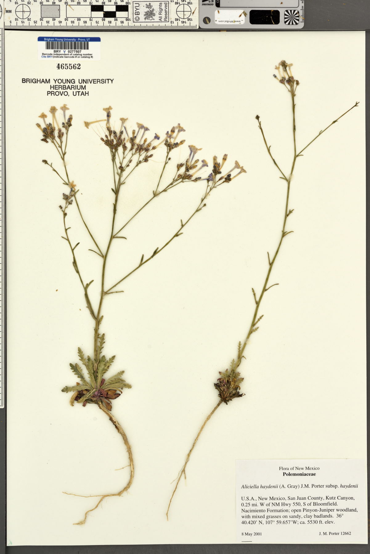 Aliciella haydenii subsp. haydenii image