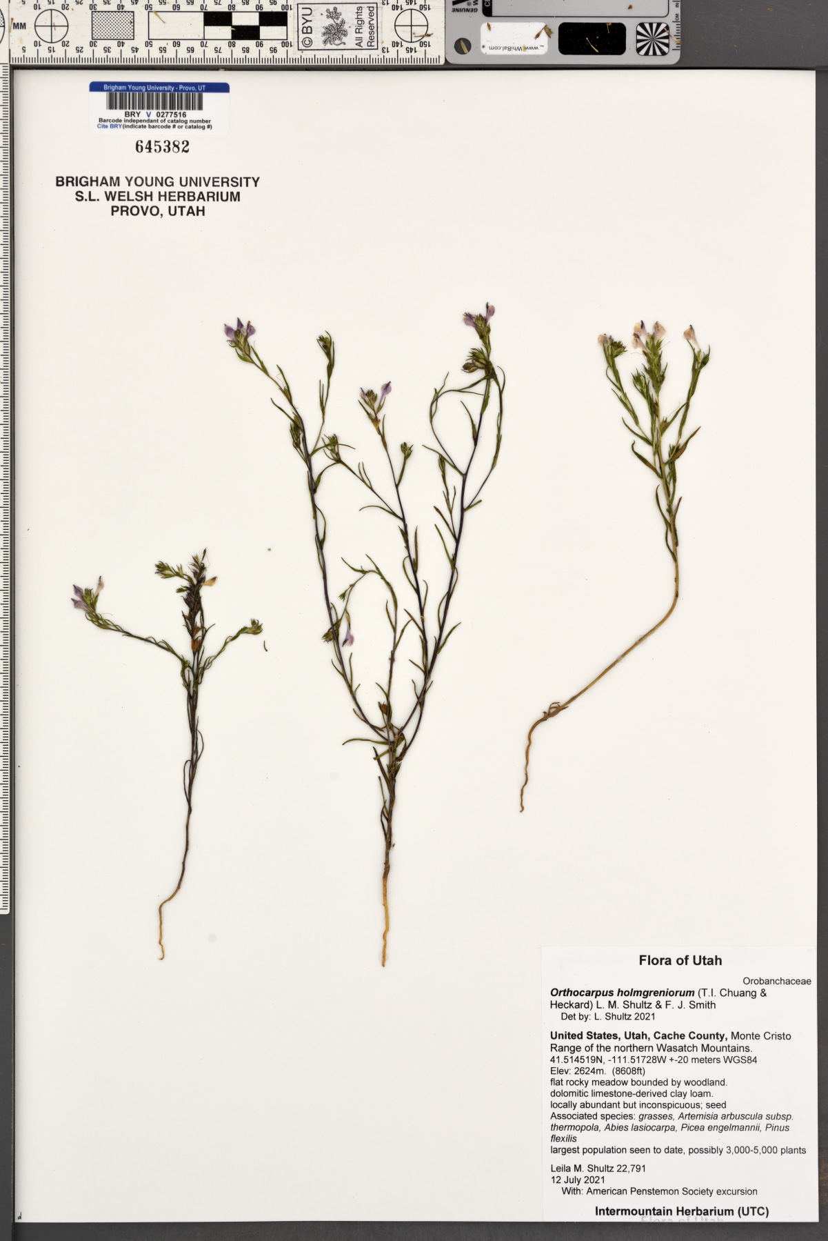 Orthocarpus holmgreniorum image