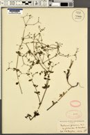 Galium pilosum image