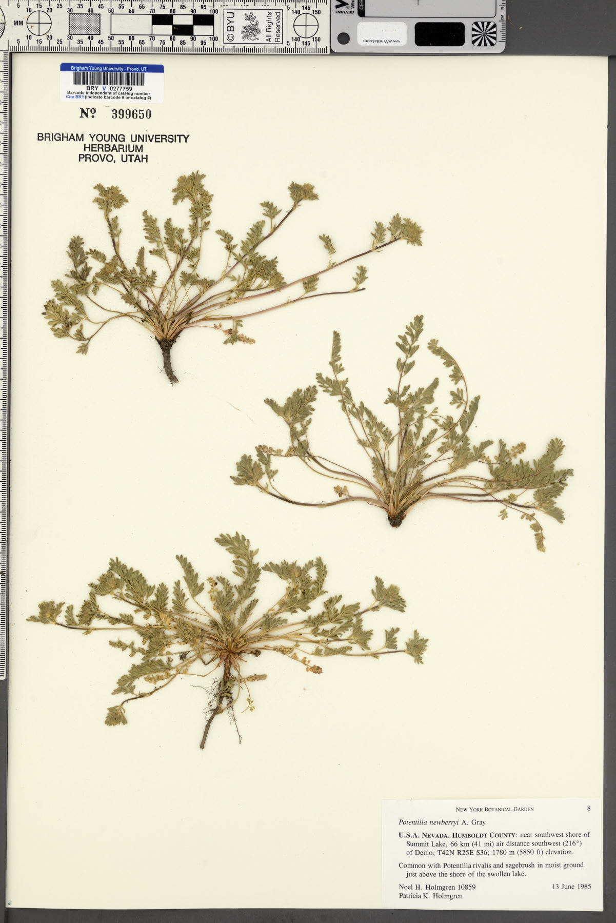 Potentilla newberryi image