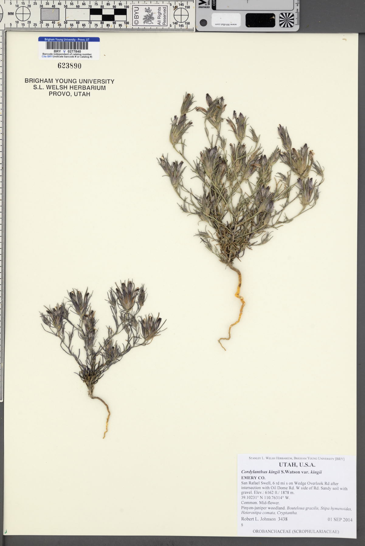 Cordylanthus kingii image