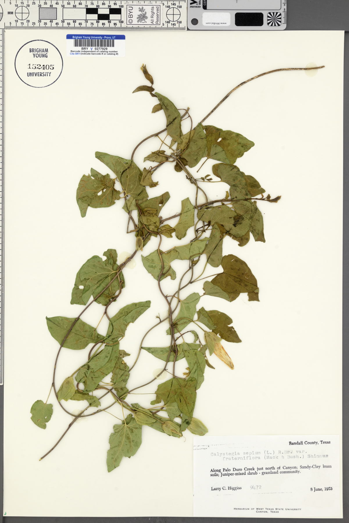 Calystegia sepium var. fraterniflora image