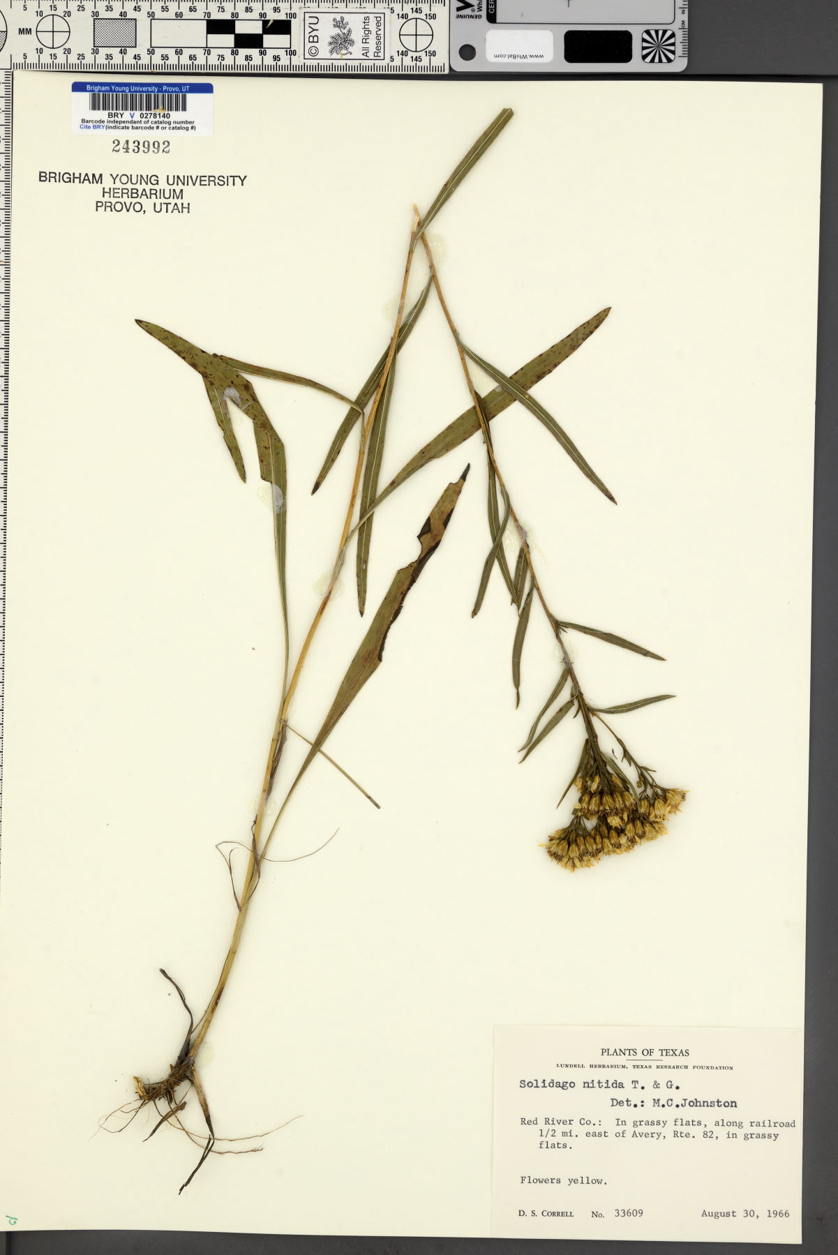 Solidago nitida image