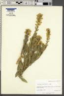 Solidago petiolaris image