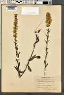 Solidago puberula image