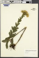 Solidago rigida image