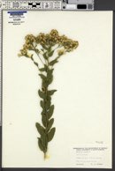 Solidago rigida image