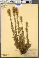 Solidago racemosa image