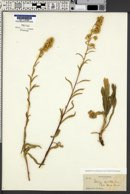 Solidago spectabilis image