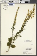 Solidago sphacelata image