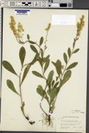 Solidago velutina image