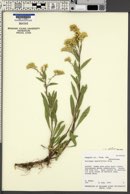 Solidago velutina image