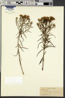 Solidago tenuifolia image