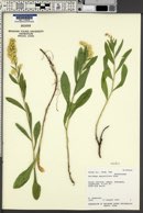 Solidago velutina image