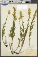 Solidago velutina image