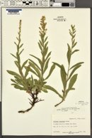 Solidago velutina image