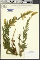 Solidago velutina image