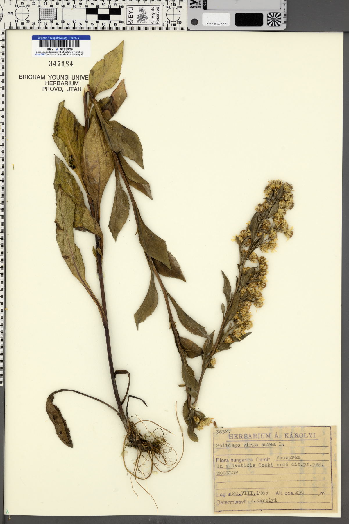 Solidago virgaurea image