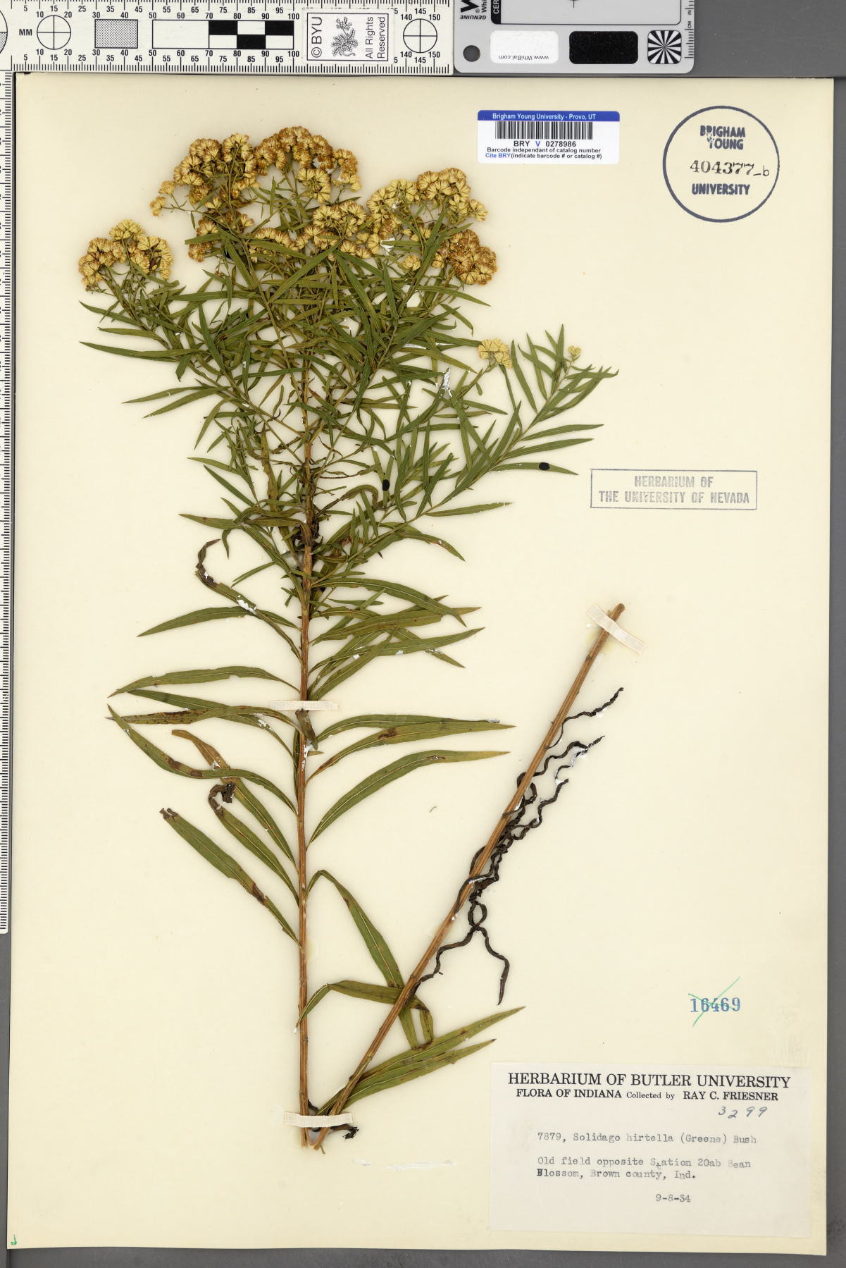 Solidago hirtella image