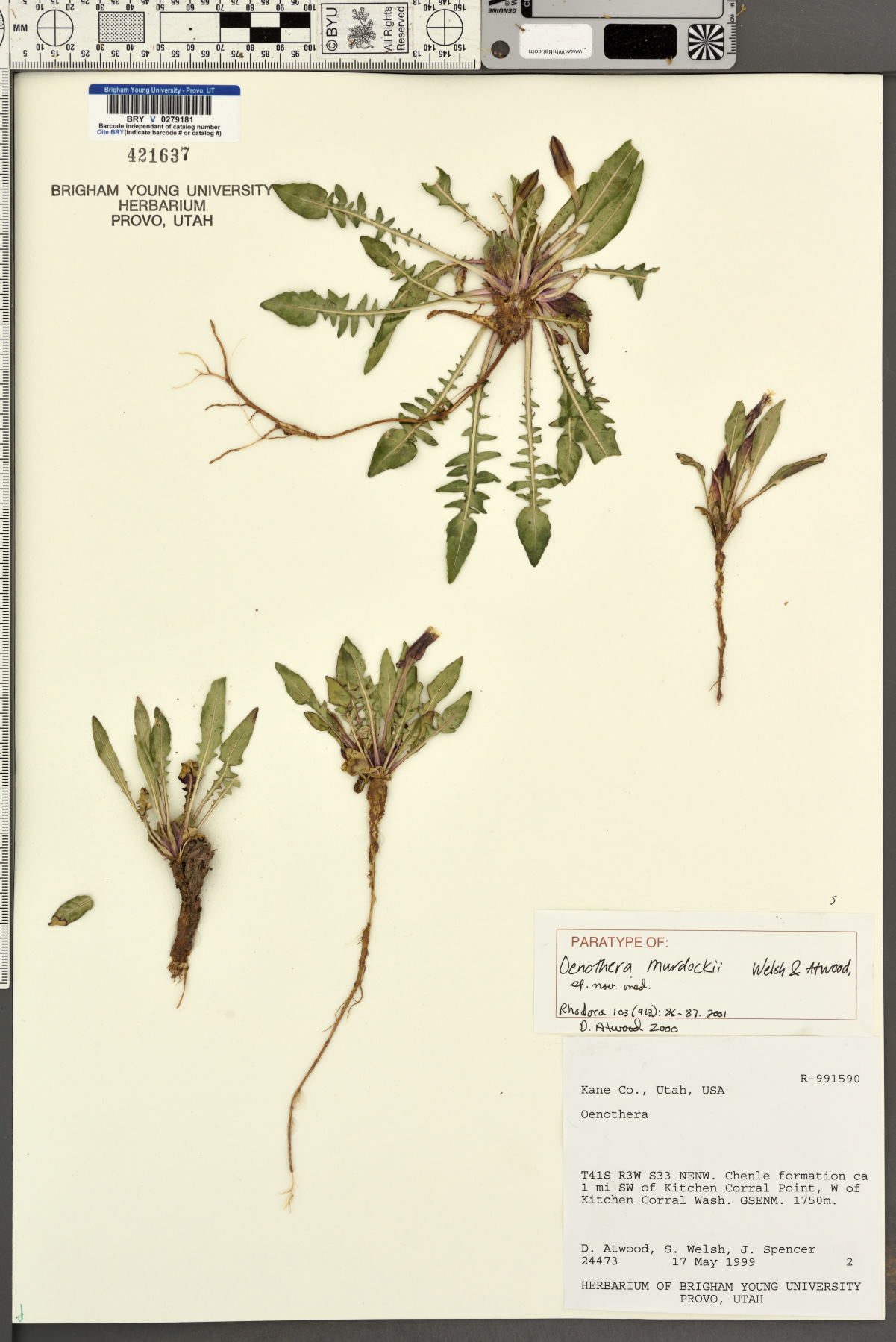 Oenothera murdockii image