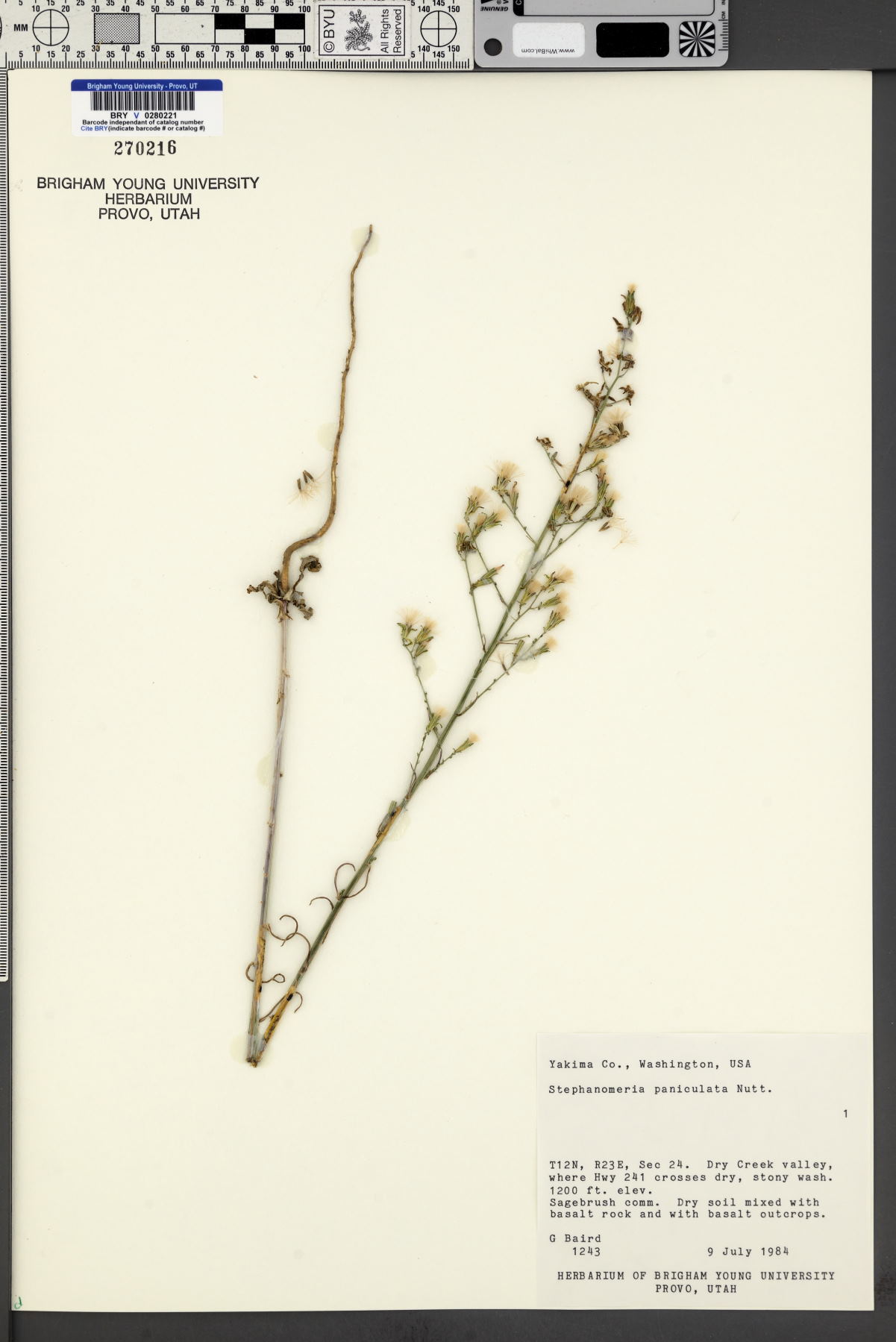 Stephanomeria paniculata image