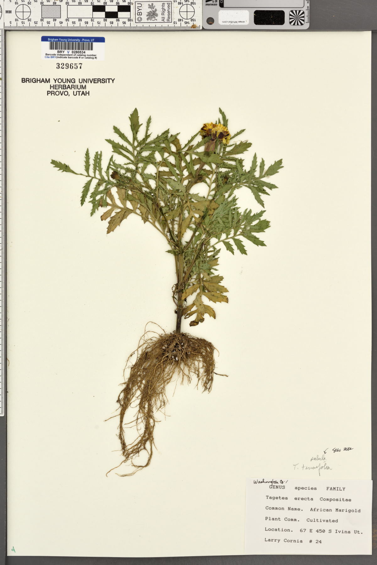 Tagetes patula image