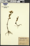 Chrysanthemum parthenium image