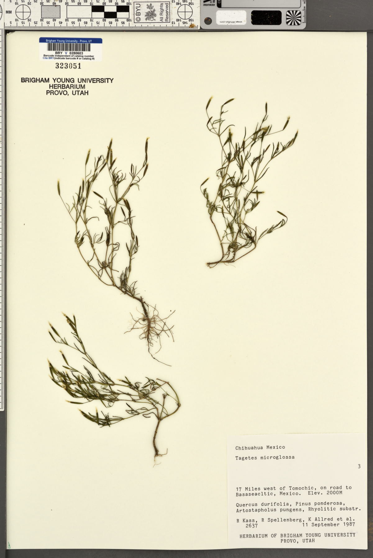 Tagetes microglossa image