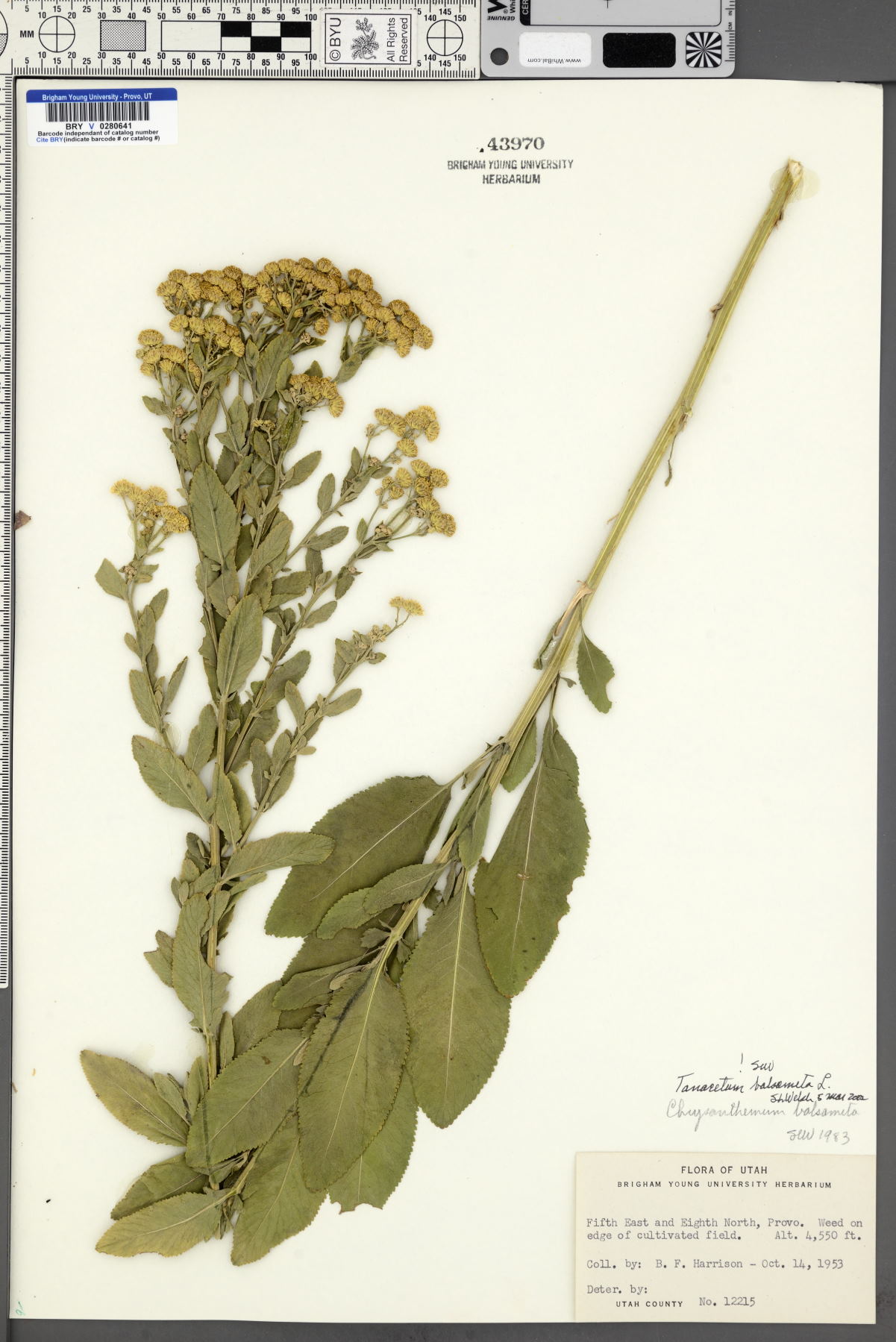 Tanacetum balsamita image