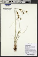 Cyperus schweinitzii image