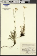 Tanacetum chiliophyllum image