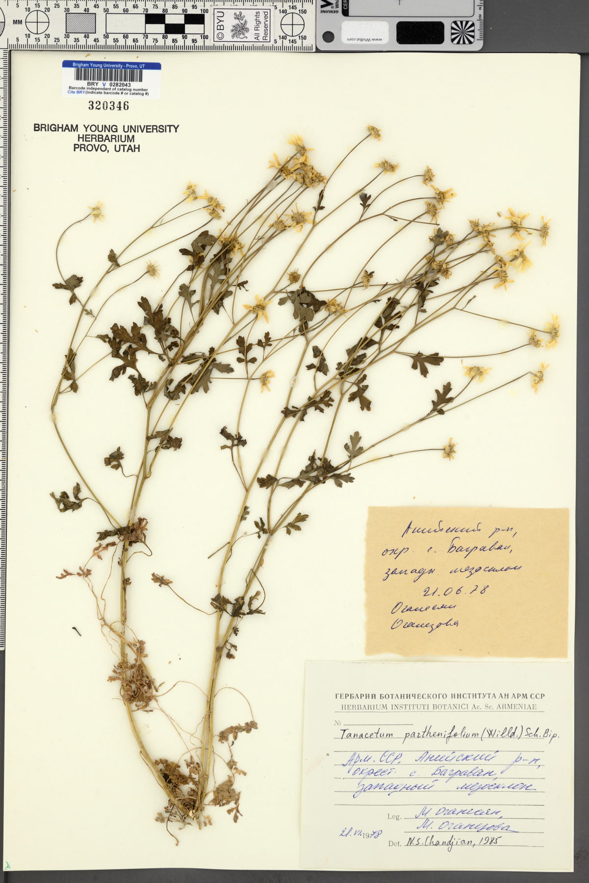 Tanacetum parthenifolium image