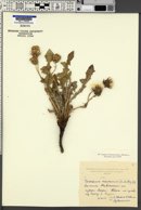 Taraxacum sonchoides image