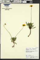 Thelesperma subnudum image