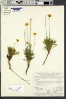 Thelesperma subnudum image