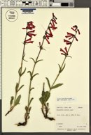 Penstemon eatonii image