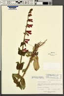 Penstemon eatonii image