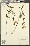 Heliomeris multiflora var. multiflora image