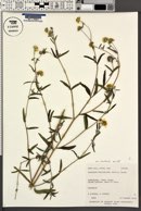 Heliomeris multiflora image