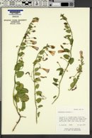 Convolvulus arvensis image