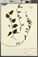 Convolvulus arvensis image