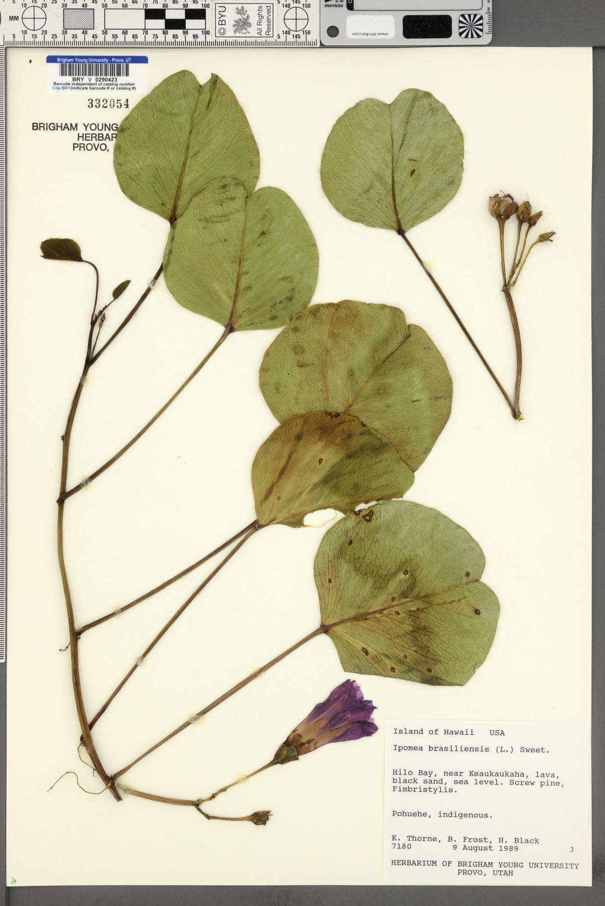 Ipomoea brasiliensis image