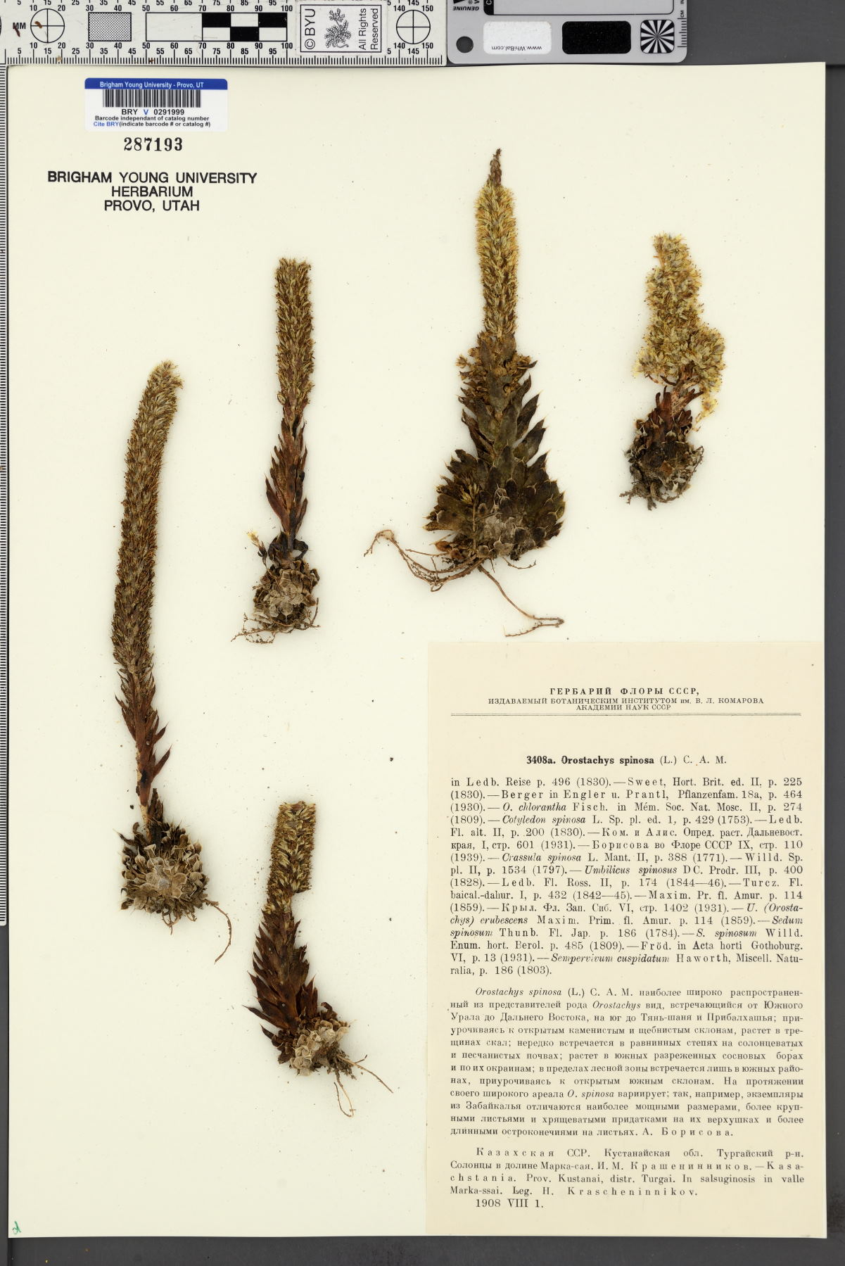 Orostachys spinosa image